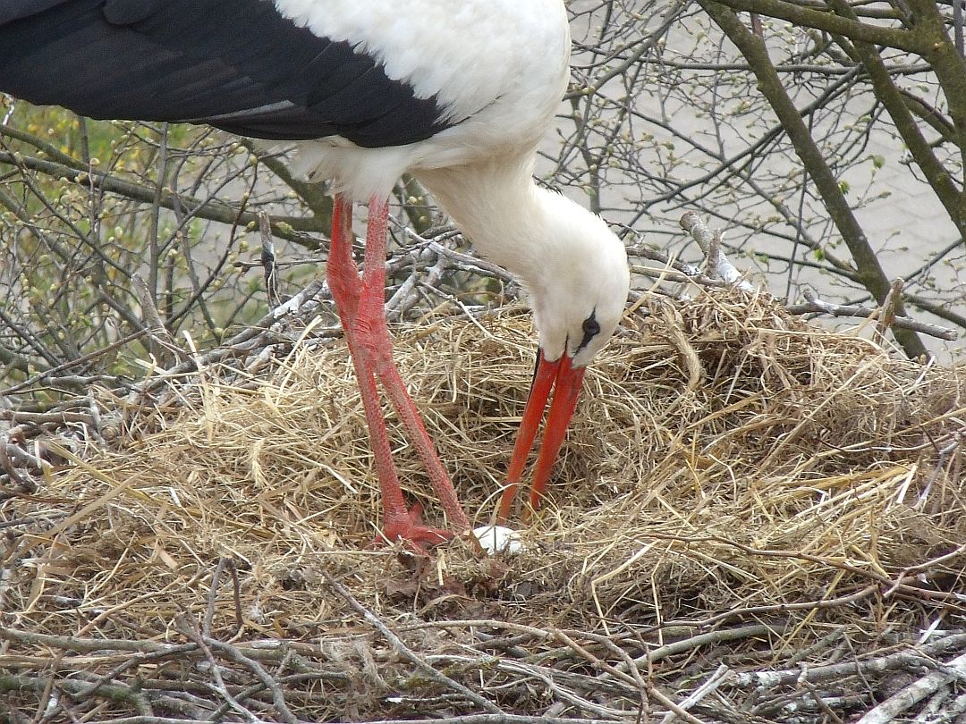 storch4