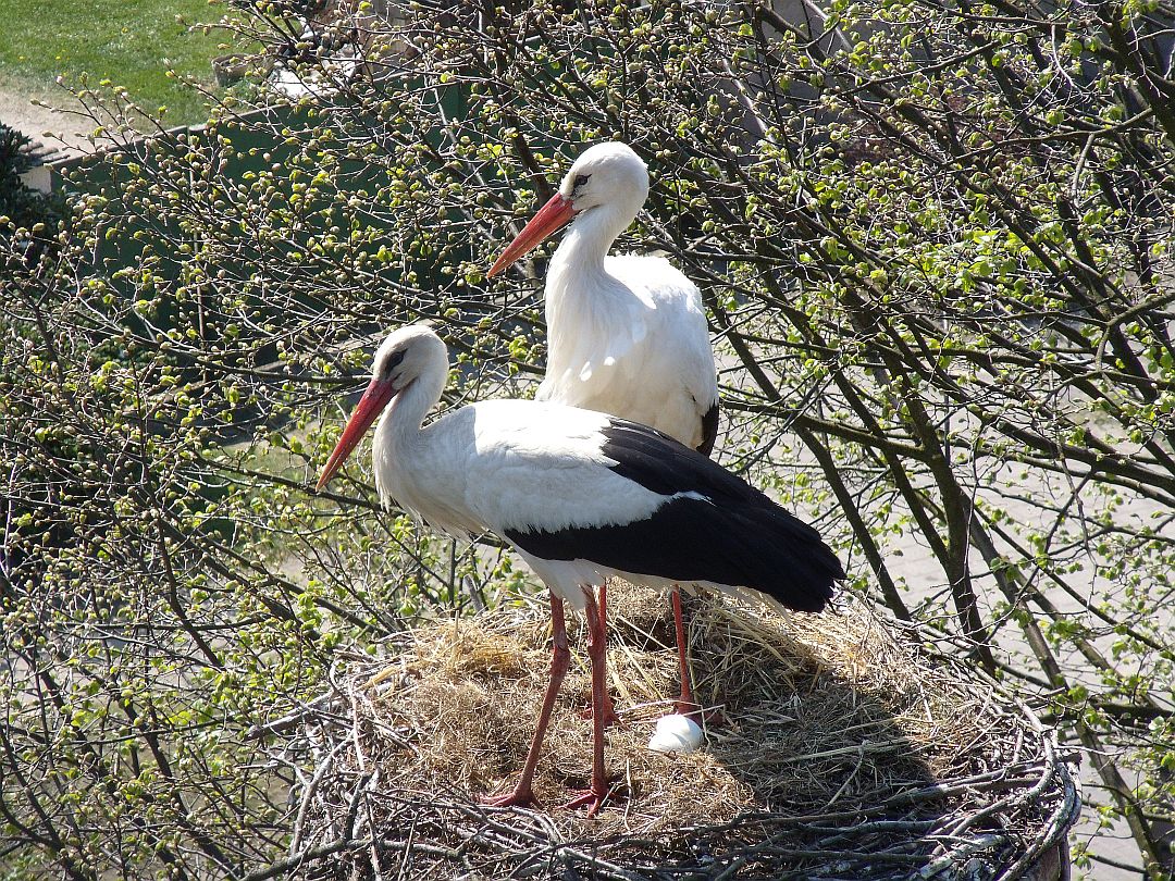 storch10