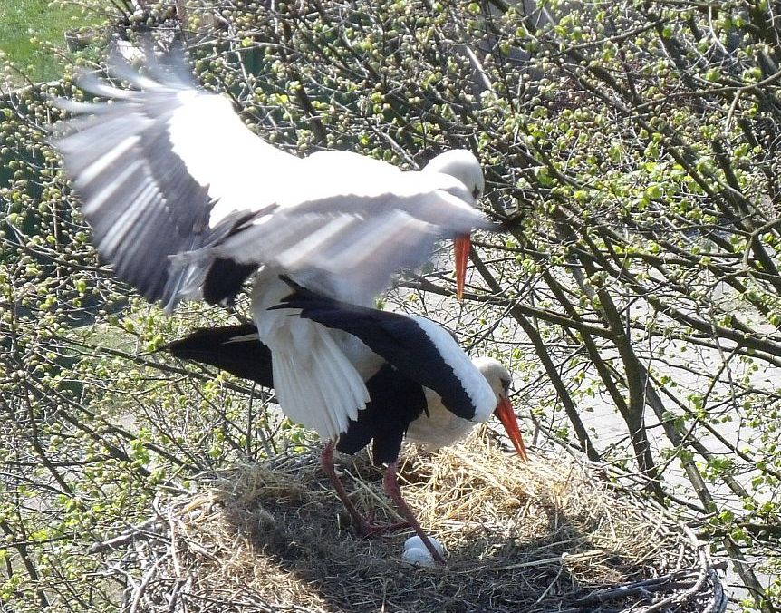 storch9